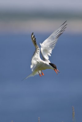 Common Tern landing (Sterna hirundo), White Island, NH.