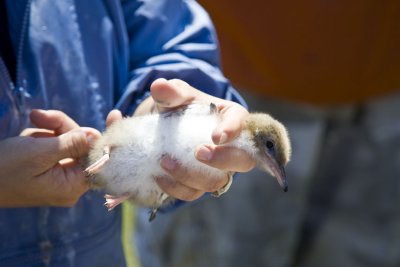 Banding Common Tern Chick (Sterna hirundo), White Island, NH.
