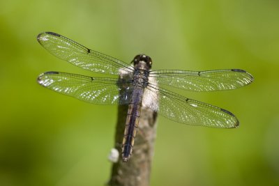 Slaty Skimmer (mature female) (Libellula incesta), East Kingston, NH.