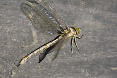 Fawn Darner (Boyeria vinosa), Darby Brook Conservation Area, Hampstead, NH.