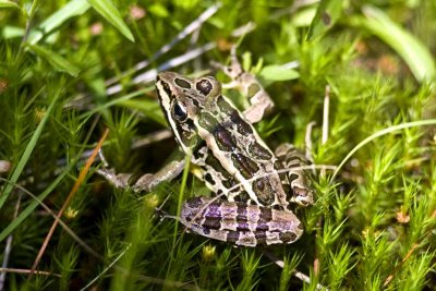 Pickerel Frog (Rana palustris), Hampstead, NH.