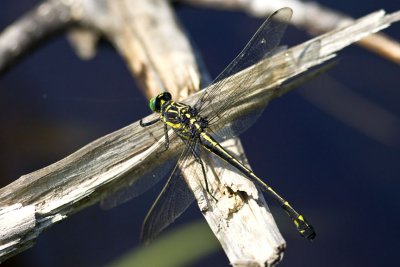 Dragonhunter (Hagenius brevistylus), Exeter River, Exeter, NH.