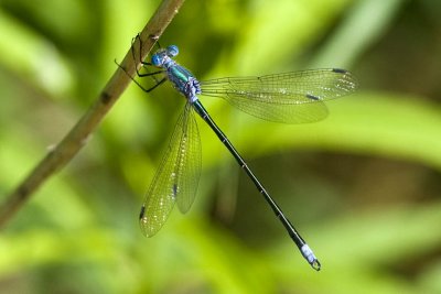 Amber-winged Spreadwing (Lestes eurinus), Brentwood mitigation Area, Brentwood, NH