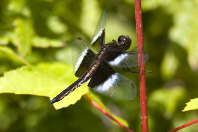 Widow Skimmer (Libellula luctuosa),Sandown, NH