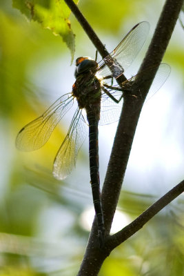 Swamp Darner (Epiaeschna heros) (male), Brentwood Mitigation Area, Brentwood, NH