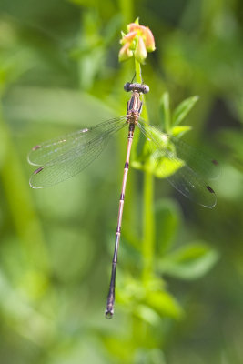 Slender Spreadwing (Lestes rectangularis) (teneral), Brentwood Mitigation Area, Brentwood, NH