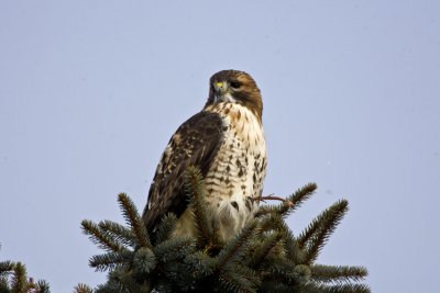 Red-tailed Hawk (Buteo jamaicensis ), North Hampton, NH