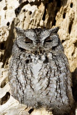 Eastern Screech Owl (Gray Morph) (Otus asio), Odiorne State Park, Rye, NH