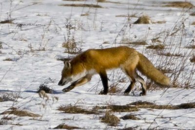Red Fox (Vulpes vulpes), East Kingston, NH
