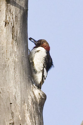Red-headed Woodpecker (Melanerpes erythrocephalus) (immature), Lowell-Dracut-Tyngsborough SF, Tyngsborough, MA
