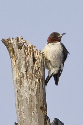 Red-headed Woodpecker (Melanerpes erythrocephalus) (immature), Lowell-Dracut-Tyngsborough SF, Tyngsborough, MA