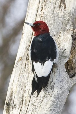 Red-headed Woodpecker (Melanerpes erythrocephalus), Lowell-Dracut-Tyngsborough SF, Tyngsborough, MA 
