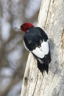 Red-headed Woodpecker (Melanerpes erythrocephalus), Lowell-Dracut-Tyngsborough SF, Tyngsborough, MA