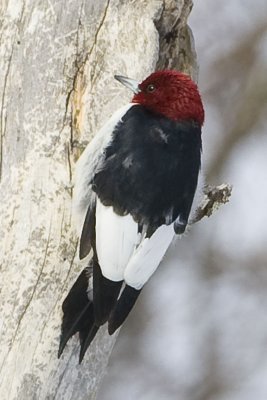 Red-headed Woodpecker (Melanerpes erythrocephalus), Lowell-Dracut-Tyngsborough SF, Tyngsborough, MA