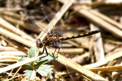 Hudsonian Whiteface (Leucorrhinia hudsonica) juvenile male, Brentwood Mitigation Area, Brentwood, NH