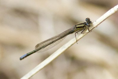 Eastern Forktail (Ischnura verticalis) (male), Brentwood Mitigation Area, Brentwood, NH