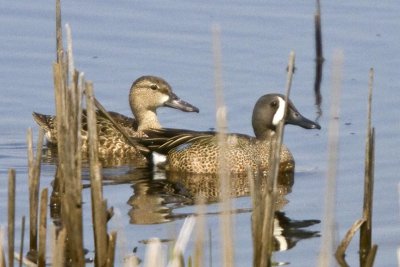 Blue-winged Teal (Anas discors) (female and male), Parker River NWR, Newbury, MA