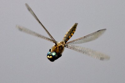 Common Baskettail (Epitheca cynosura) (male), Brentwood Mitigation Area, Brentwood, NH