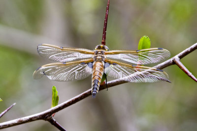 Four-spotted Skimmer (Libellula quadrimaculata), Brentwood Mitigation Area, Brentwood, NH