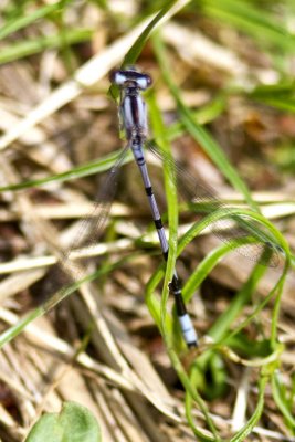 Possible Boreal Bluet (Enallagma boreale), Brentwood Mitigation Area, Brentwood, NH