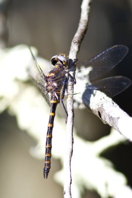 Ringed Boghaunter (Williamsonia lintneri), South Hampton, NH