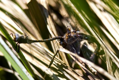 Ringed Boghaunter (Williamsonia lintneri), South Hampton, NH