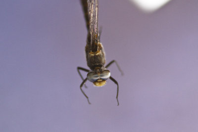 Ringed Boghaunter (Williamsonia lintneri), South Hampton, NH