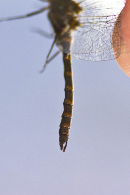 Ringed Boghaunter (Williamsonia lintneri), South Hampton, NH