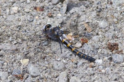 Ringed Boghaunter (Williamsonia lintneri), Webster Wildlife and  Natural Area, Kingston, NH