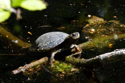 Spotted Turtle (Clemmys guttata), Webster Wildlife and Natural Area, Kingston, NH