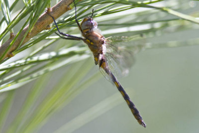 Beaverpond Baskettail (Epitheca canis), East Kingston, NH