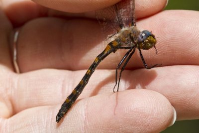 Uhler's Sundragon (Heliocodulia uhleri) (male), Newton, NH