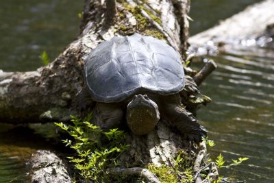 Snapping Turtle (Chelydra serpentina), Currierville Road, Newton, NH