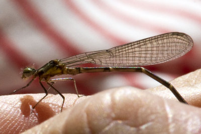 Aurora Damsel (Chromagrion conditum) (teneral male), near Webster Natural Area, Kingston, NH