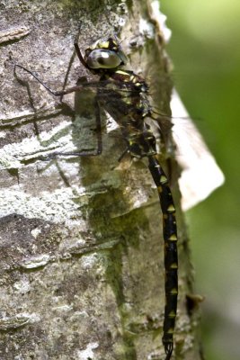 Harlequin Darner (Gomphaeschna furcilatta) (male), near Webster Natural Area, Kingston, NH