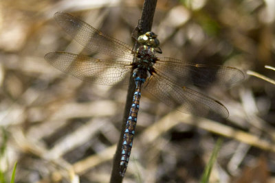 Springtime Darner (Basiaeschna janata) (male), near Webster Natural Area, Kingston, NH