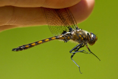 Beaverpond Baskettail (Epitheca canis), off Wilder Grove Rd., Newton, NH