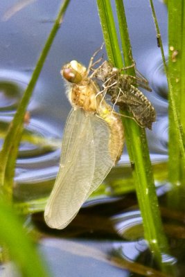 Emergent Dot-tailed Whiteface (Leucorrhinia intacta), Currierville Rd., Newton, NH