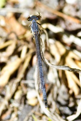 Eastern Forktail (Ischnura verticalis) (older female - pruinose), South Hampton, NH