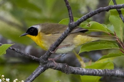 Common Yellowthroat (Geothlypis trichas) (male), Parker River NWR, Newbury, MA.