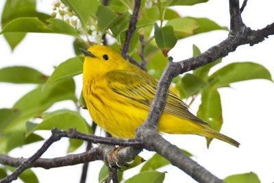Yellow Warbler (Dendroica petechia) (male), Parker River NWR, Newbury, MA.