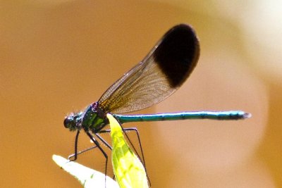 River Jewelwing (Calopteryx aequabilis) (male), Exeter River at Powder Mill Road and pipeline crossing, Exeter, NH 