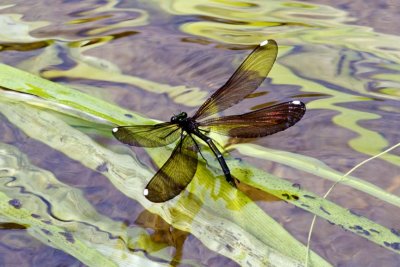 Ebony Jewelwing ovipositing (Calopteryx maculata) (female), Exeter River, Exeter, NH