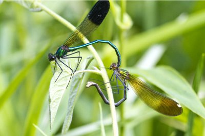 River Jewelwings in Tandem (Calopteryx aequabilis), Exeter River, Exeter, NH