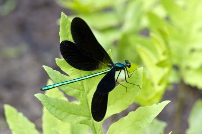Ebony Jewelwing (Calopteryx maculata) (male), Exeter River, Exeter, NH