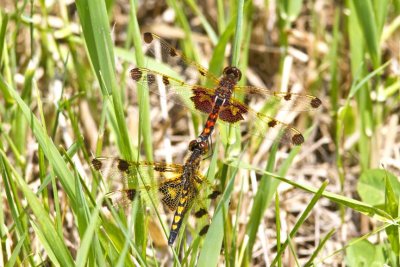 Calico Pennants (Celithemis elisa) in tandem, Bodwell's Field, East Kingston, NH