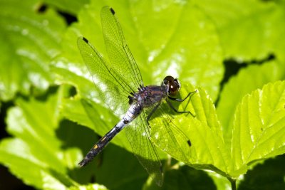 Belted Whiteface (Leucorrhinia proxima) (male), Brentwood Mitigation Area, Brentwood, NH