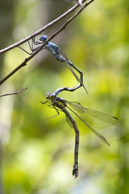 Amber-winged Spreadwing (Lestes eurinus) (tandem), Brentwood Mitigation Area, Brentwood, NH