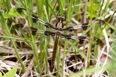 Twelve-spotted Skimmer (Libellula pulchella) (teneral male), Brentwood Mitigation Area, Brentwood, NH