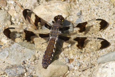 Common Whitetail (Plathemis lydia) (female), Brentwood Mitigation Area, Brentwood, NH